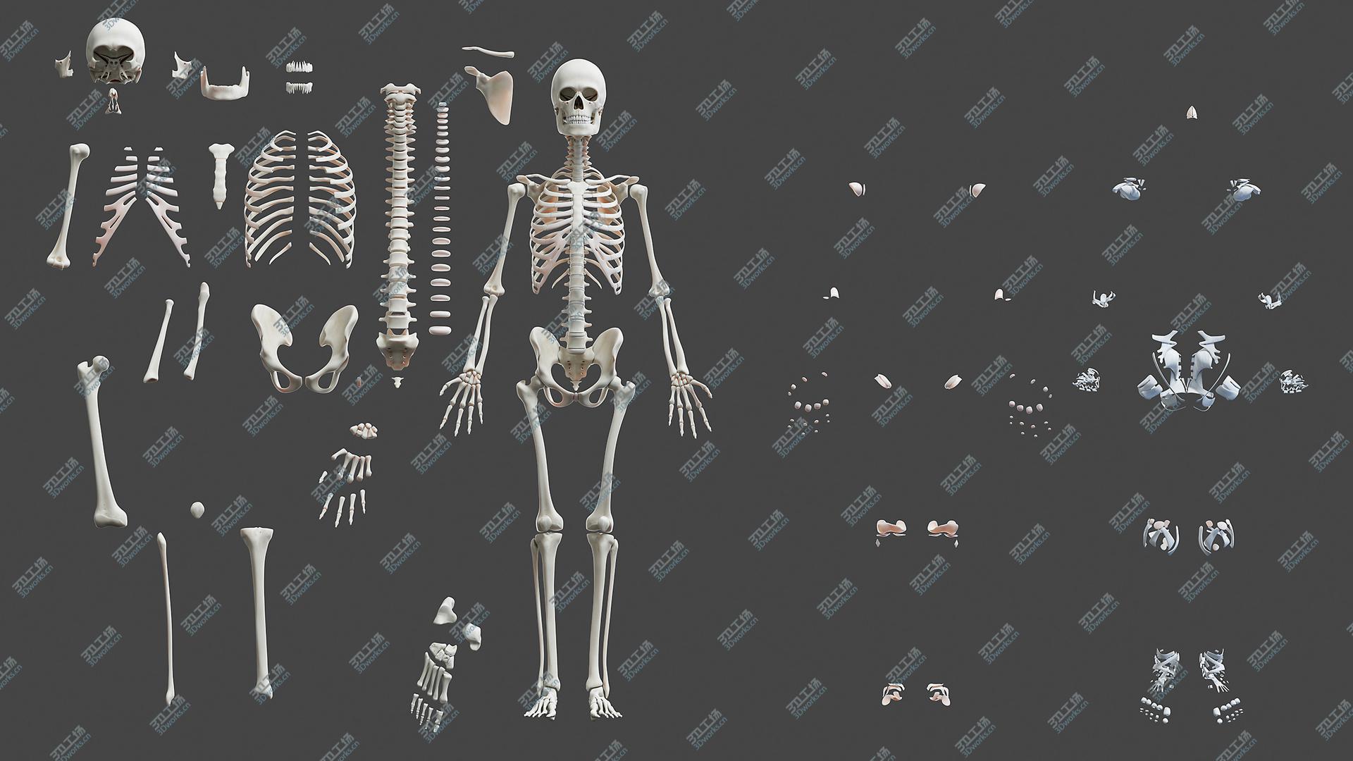 images/goods_img/20210113/Full Male And Female Anatomy Set Maya Rigged 3D model/3.jpg